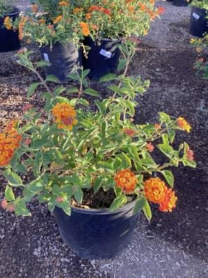 Radiation Lantana