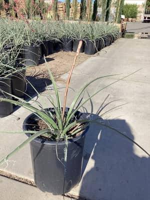 Red Yucca
