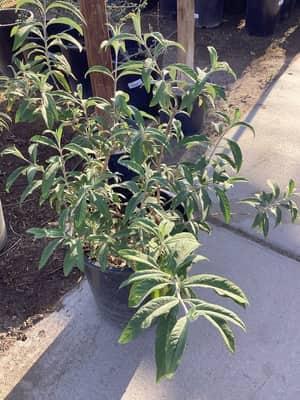 Royal Red Butterfly Bush