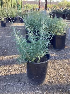 Russian Sage