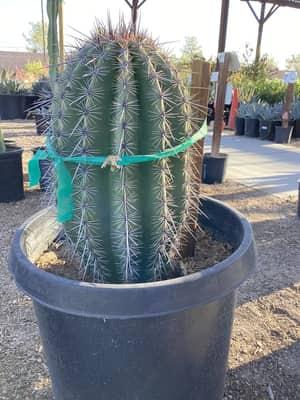 Saguaro