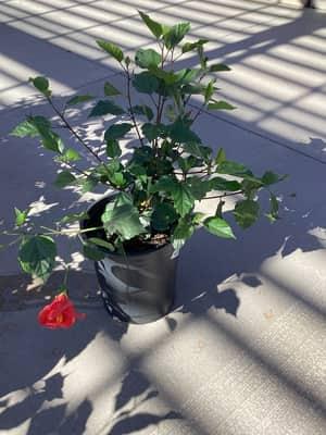 San Diego Red Hibiscus
