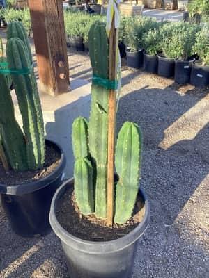 San Pedro Cactus