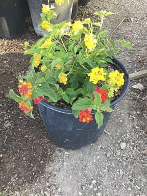 Sha-Bam Lantana