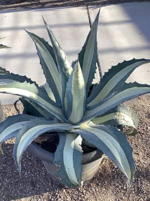 Silver Queen Agave