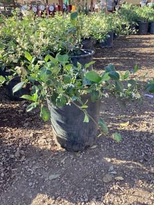 Star Jasmine