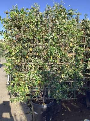 Star Jasmine (Espalier)