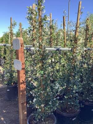 Star Jasmine (Staked)