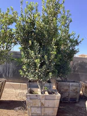 Sweet Bay Laurel (24" Box)