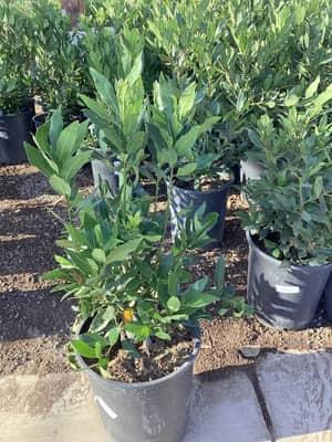 Sweet Bay Laurel