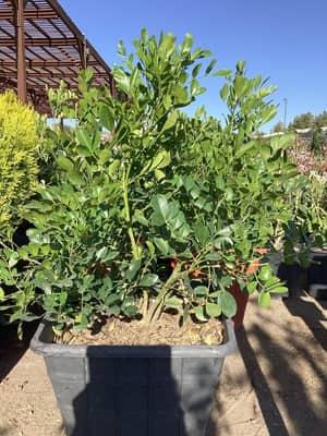 Texas Mountain Laurel