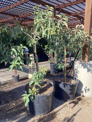Texas Olive Tree