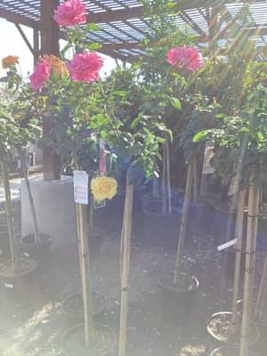 Tree Rose