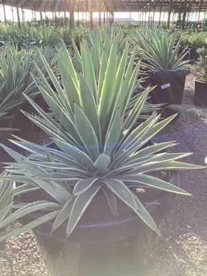 Variegated Caribbean Agave