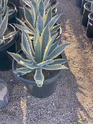 Variegated Century Plant