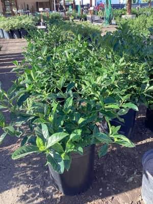 Veitchii Gardenia