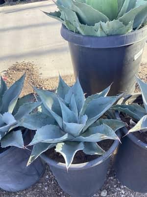 Whale's Tongue Agave