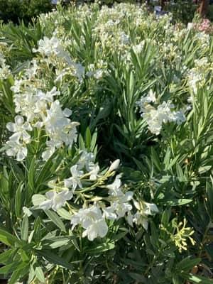 White Lavender