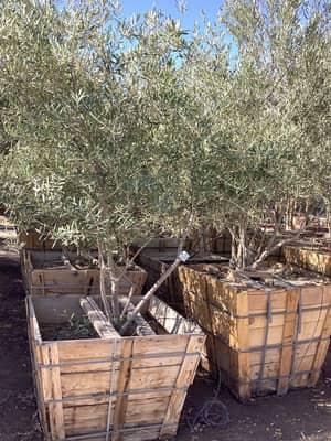 Wilson Olive
