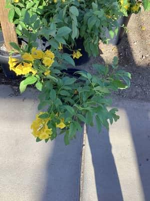 Yellow Bells