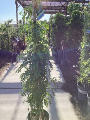 Yellow Trumpet Creeper (Staked)