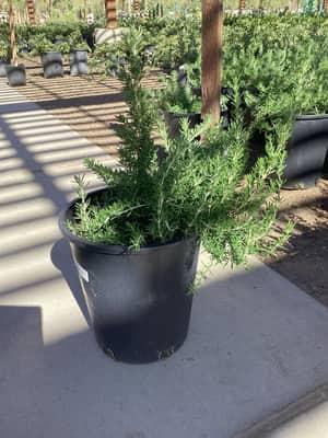 Creeping Rosemary
