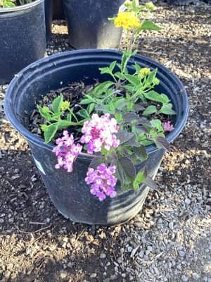 Skittles Lantana