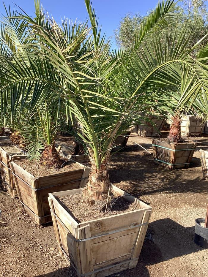 Palms