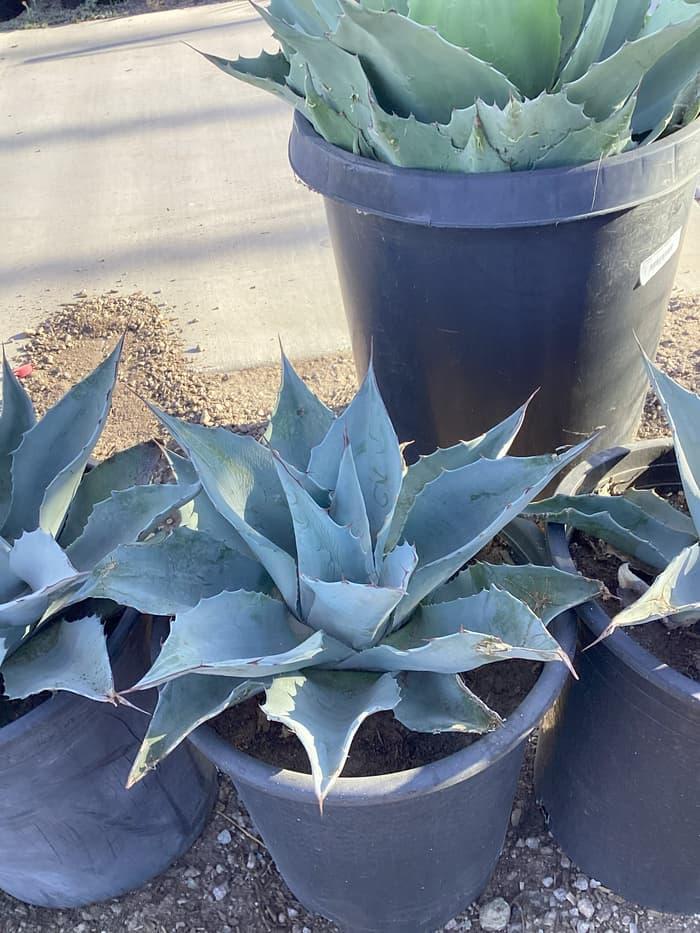 Cactus & Succulents