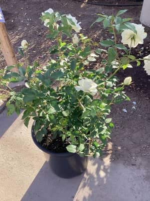 Assorted Bush Rose