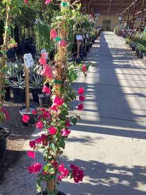 Barbara Karst Bougainvillea (Staked)