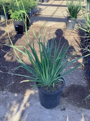 Butterfly Iris