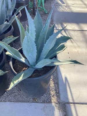 Century Plant
