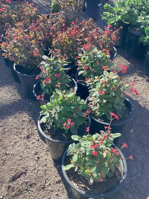 Crown of Thorns