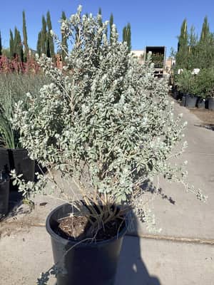 Cup Leaf Texas Sage