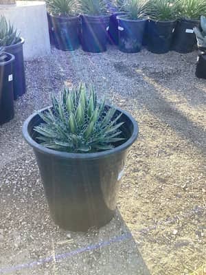 Durango Delight Agave