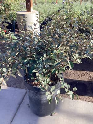 Ebbing's Silverberry