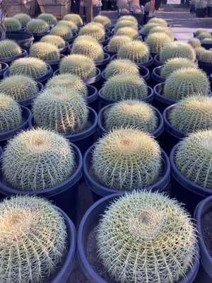 Golden Barrel Cactus