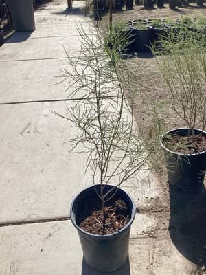 Green Cassia
