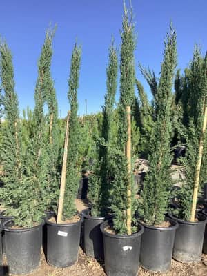 Italian Cypress