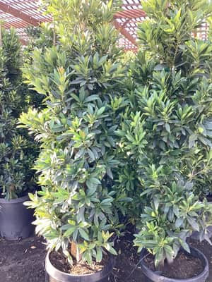 Japanese Blueberry (Columnar)