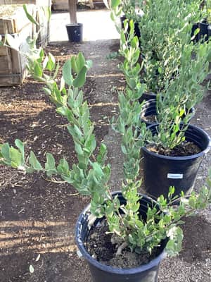 Jojoba