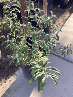 Royal Red Butterfly Bush