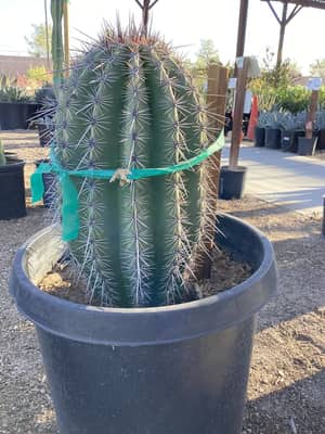 Saguaro