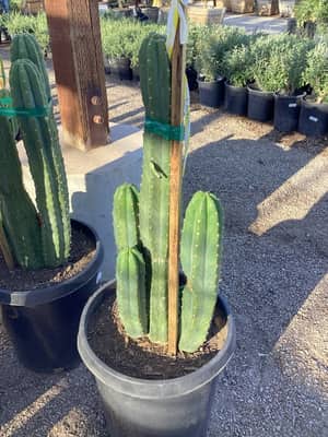 San Pedro Cactus