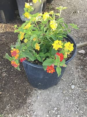 Sha-Bam Lantana
