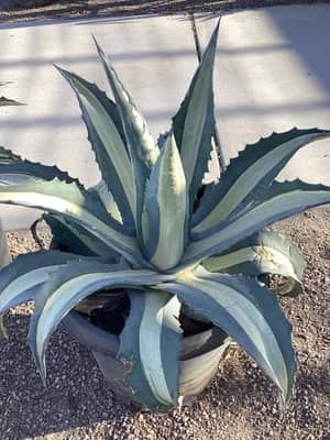 Silver Queen Agave
