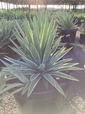 Variegated Caribbean Agave