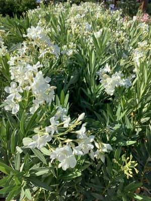 White Lavender