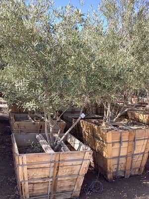 Wilson Olive